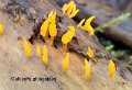 Calocera glossoides-amf33